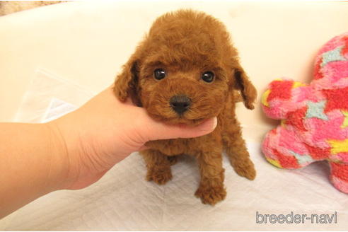 成約済の大阪府のトイプードル-212036の1枚目