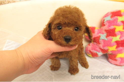 成約済の大阪府のトイプードル-212036の2枚目