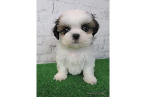 成約済の大阪府のシーズー-212042