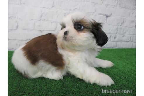 成約済の大阪府のシーズー-212042の2枚目