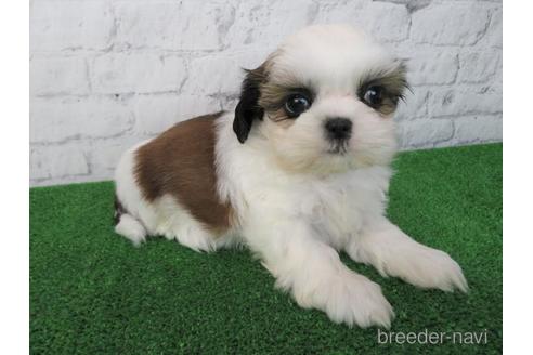 成約済の大阪府のシーズー-212042の3枚目