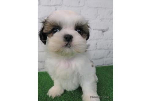 成約済の大阪府のシーズー-212042の6枚目