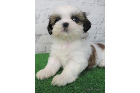 成約済の大阪府のシーズー-212042の4枚目