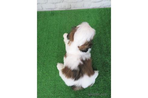 成約済の大阪府のシーズー-212042の5枚目