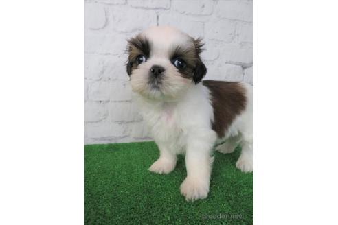 成約済の大阪府のシーズー-212044の1枚目