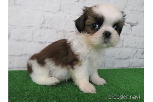 成約済の大阪府のシーズー-212044の5枚目