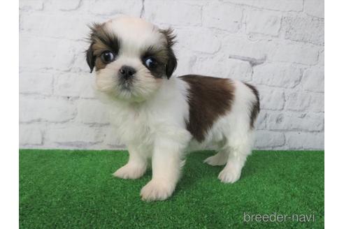 成約済の大阪府のシーズー-212044の6枚目