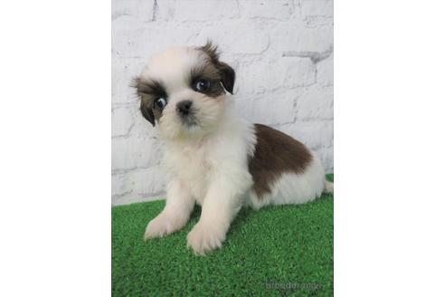 成約済の大阪府のシーズー-212044の4枚目