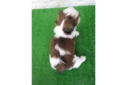 成約済の大阪府のシーズー-212044の3枚目