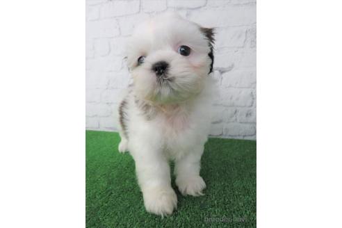 成約済の大阪府のシーズー-212045の2枚目