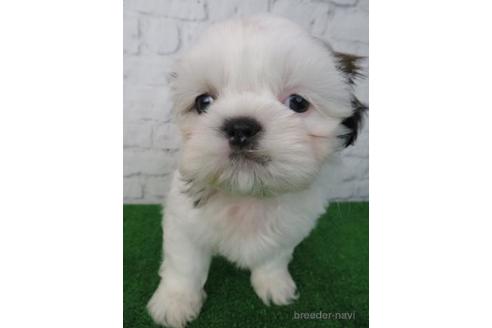 成約済の大阪府のシーズー-212045の3枚目