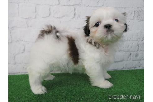 成約済の大阪府のシーズー-212045の4枚目