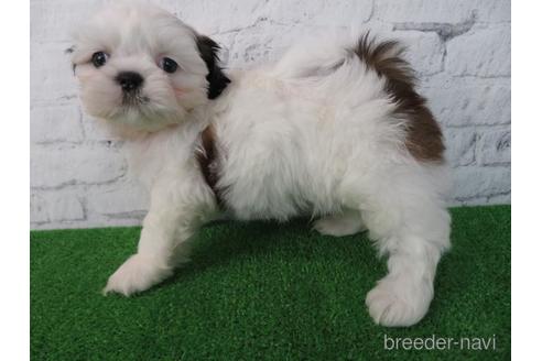 成約済の大阪府のシーズー-212045の6枚目