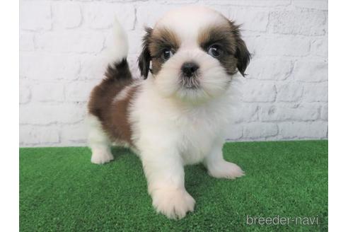 成約済の大阪府のシーズー-212046の1枚目