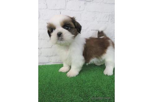 成約済の大阪府のシーズー-212046の2枚目