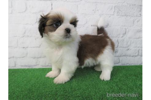 成約済の大阪府のシーズー-212046の5枚目