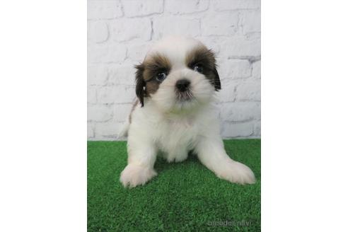 成約済の大阪府のシーズー-212046の4枚目