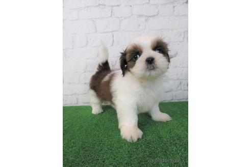 成約済の大阪府のシーズー-212046の3枚目