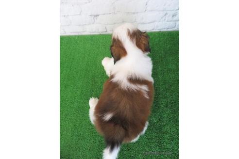 成約済の大阪府のシーズー-212046の6枚目