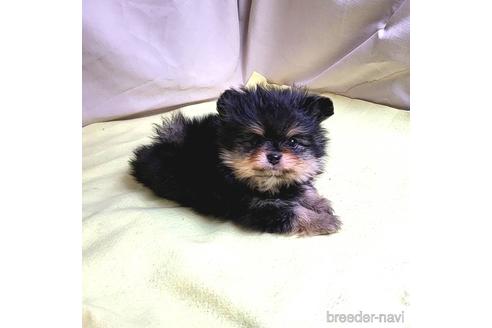 成約済の茨城県のポメラニアン-208793の5枚目
