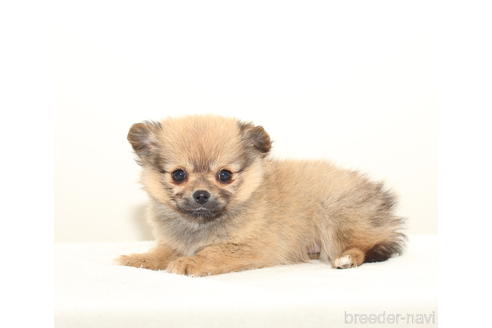 成約済の熊本県のポメチワ:ポメラニアン×チワワ-212073の2枚目