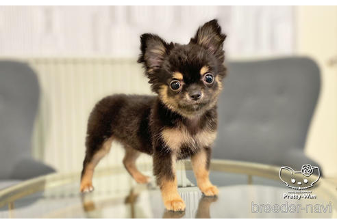 成約済の愛知県のチワワ(ロングコート)-206979の8枚目