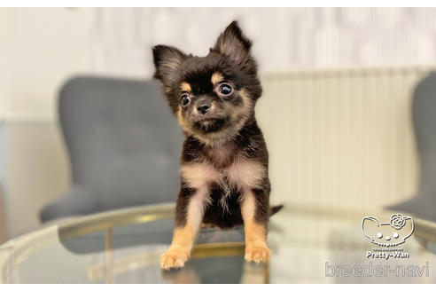 成約済の愛知県のチワワ(ロングコート)-206979の9枚目