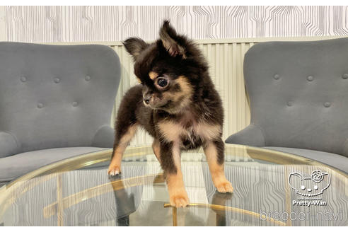 成約済の愛知県のチワワ(ロングコート)-206979の7枚目