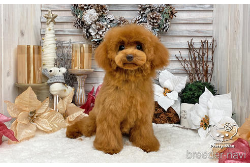 成約済の愛知県のタイニープードル-198572の2枚目