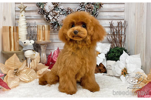 成約済の愛知県のタイニープードル-198572の3枚目