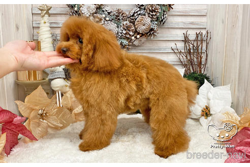 成約済の愛知県のタイニープードル-198572の4枚目