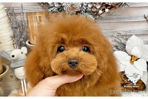 成約済の愛知県のタイニープードル-198572