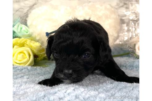 成約済の福岡県のチワプー:チワワ×トイプードル-209651の3枚目