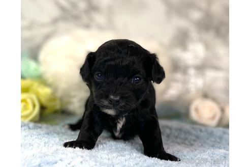 成約済の福岡県のチワプー:チワワ×トイプードル-209651の1枚目