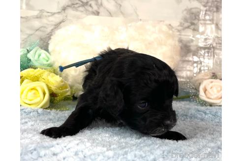 成約済の福岡県のチワプー:チワワ×トイプードル-209651の5枚目