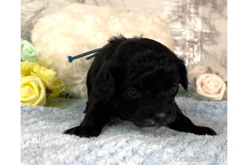 成約済の福岡県のチワプー:チワワ×トイプードル-209651の6枚目