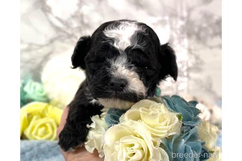 成約済の福岡県のチワプー:チワワ×トイプードル-209650の4枚目