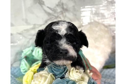 成約済の福岡県のチワプー:チワワ×トイプードル-209650の5枚目