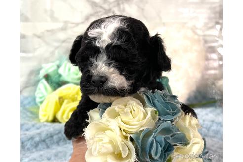 成約済の福岡県のチワプー:チワワ×トイプードル-209650の6枚目