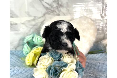 成約済の福岡県のチワプー:チワワ×トイプードル-209650の7枚目