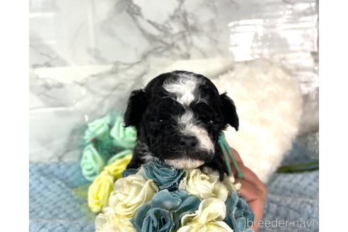 成約済の福岡県のチワプー:チワワ×トイプードル-209650の8枚目