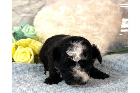 成約済の福岡県のチワプー:チワワ×トイプードル-209650の9枚目