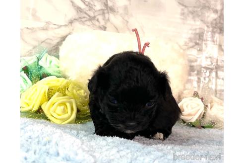 成約済の福岡県のチワプー:チワワ×トイプードル-209643の7枚目