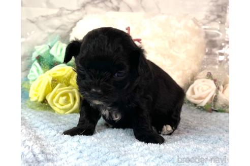 成約済の福岡県のチワプー:チワワ×トイプードル-209643の9枚目