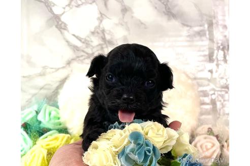 成約済の福岡県のチワプー:チワワ×トイプードル-209643の10枚目