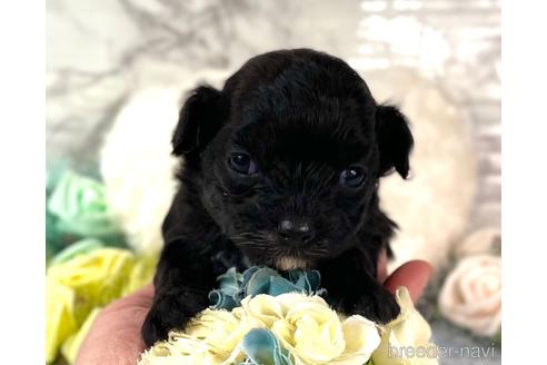 成約済の福岡県のチワプー:チワワ×トイプードル-209643の11枚目