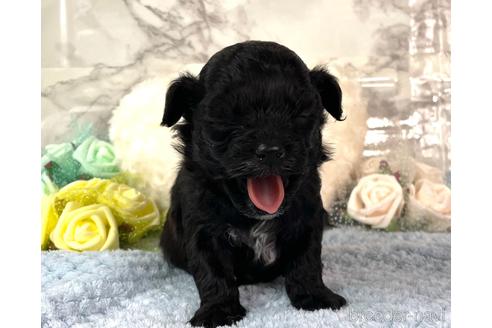 成約済の福岡県のチワプー:チワワ×トイプードル-209643の4枚目