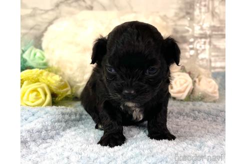 成約済の福岡県のチワプー:チワワ×トイプードル-209643の5枚目