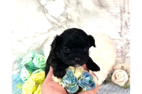 成約済の福岡県のチワプー:チワワ×トイプードル-209643の6枚目