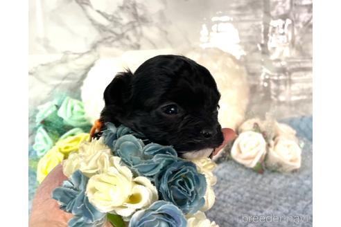 成約済の福岡県のチワプー:チワワ×トイプードル-209647の5枚目